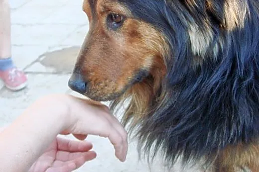 Berni do adopcji ,  lubelskie Świdnik