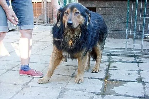 Berni do adopcji ,  lubelskie Świdnik