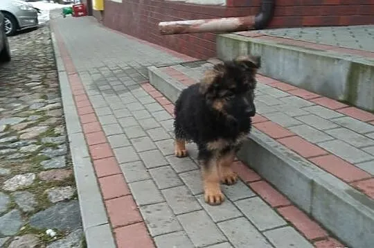 Owczarki niemieckie długowłose