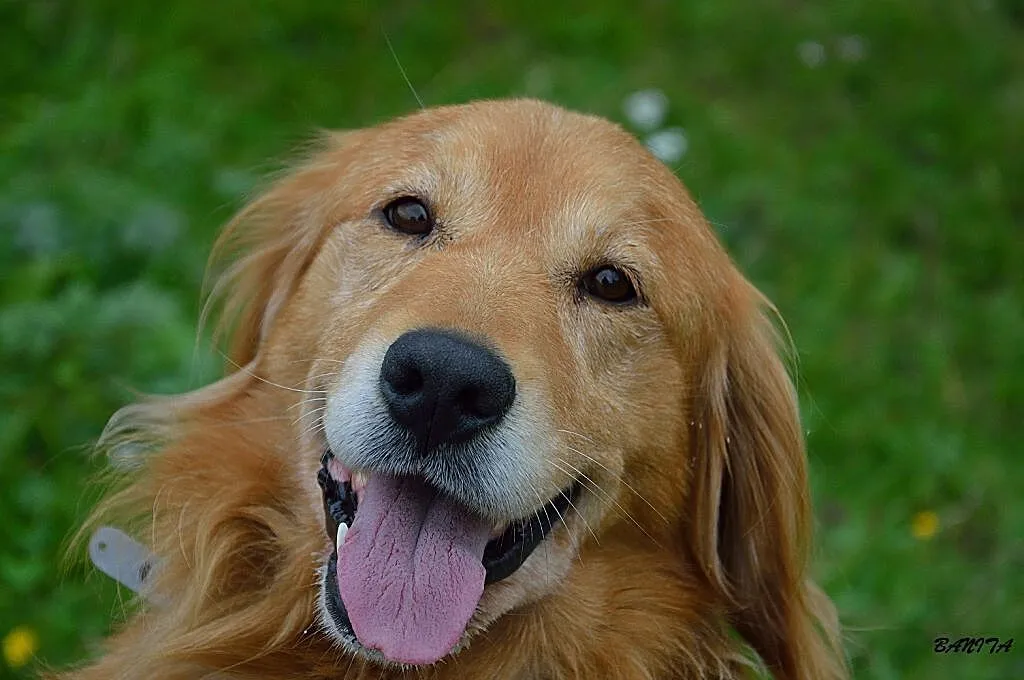Spajki, wesoły, ułożony mix GOLDEN RETRIEVER adopc