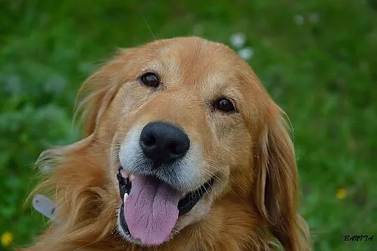 Spajki, wesoły, ułożony mix GOLDEN RETRIEVER adopc
