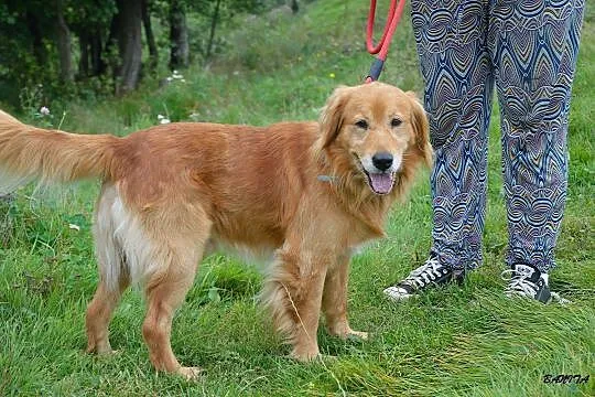 Spajki, wesoły, ułożony mix GOLDEN RETRIEVER adopc