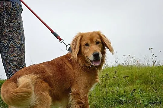 Spajki, wesoły, ułożony mix GOLDEN RETRIEVER adopc