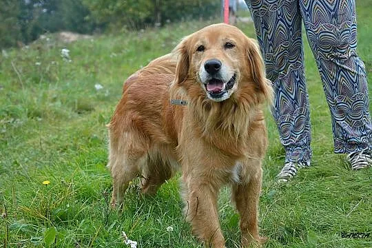 Spajki, wesoły, ułożony mix GOLDEN RETRIEVER adopc