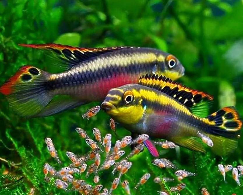 Barwniak czerwonobrzuchy - Pelvicachromis pulcher - KURIER, Pomorskie, Gdańsk