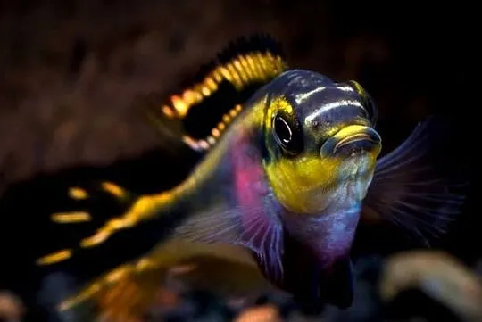 Barwniak czerwonobrzuchy - Pelvicachromis pulcher - KURIER, Pomorskie, Gdańsk