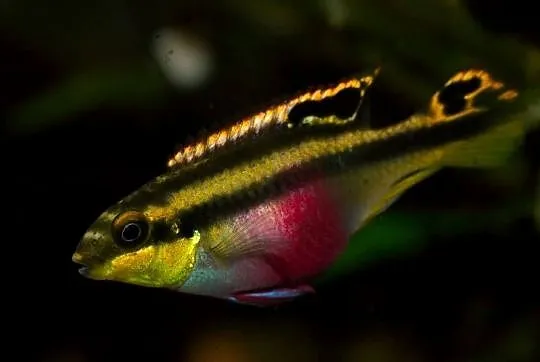 Barwniak czerwonobrzuchy - Pelvicachromis pulcher - KURIER, Pomorskie, Gdańsk
