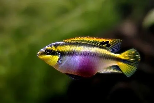 Barwniak czerwonobrzuchy - Pelvicachromis pulcher - KURIER, Pomorskie, Gdańsk
