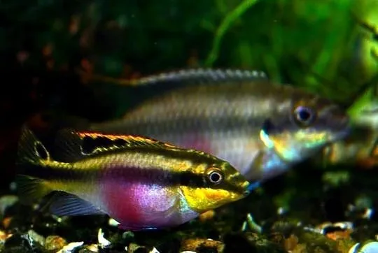 Barwniak czerwonobrzuchy - Pelvicachromis pulcher - KURIER, Pomorskie, Gdańsk