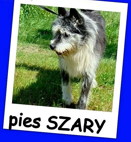 Duży 35 kg, pies SZARY, energiczny, przyjacielski,