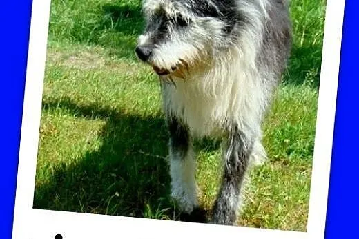 Duży 35 kg, pies SZARY, energiczny, przyjacielski,