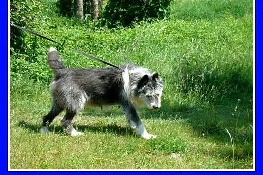 Duży 35 kg, pies SZARY, energiczny, przyjacielski,