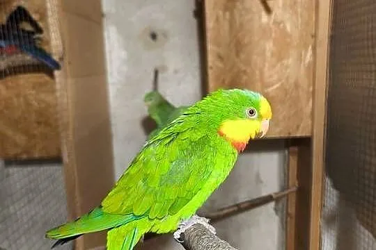 Barabandy