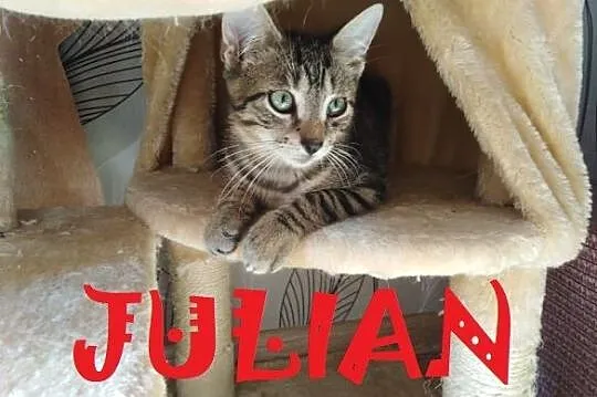 Kociaki: Julian i Simba szukają domów