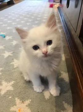 Dostępne kocięta rasy Ragdoll whatsapp +48782076170