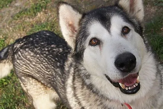 Basza piękna, przyjacielska suczka alaskan malamut