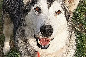 Basza piękna, przyjacielska suczka alaskan malamut