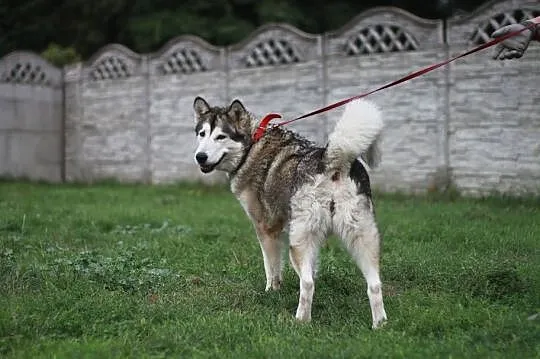Basza piękna, przyjacielska suczka alaskan malamut