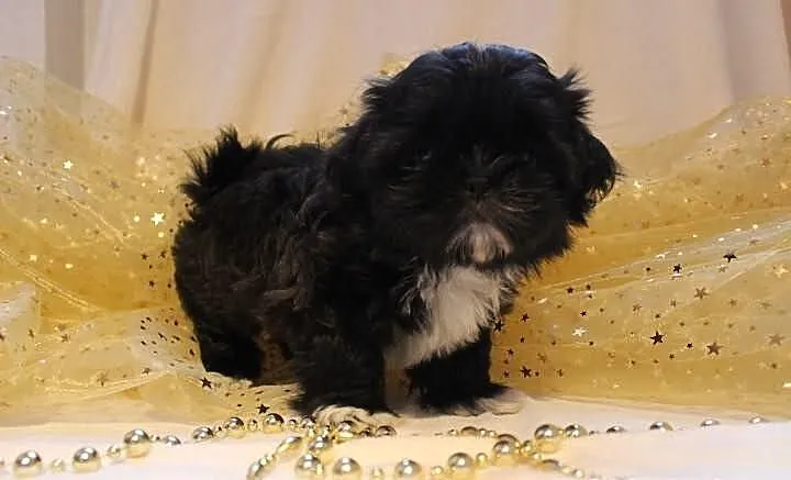 Unikatowe Shih tzu jedyne takie