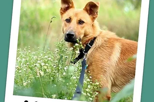 12 m-cy,18 kg,wesoły,przyjazny,kontaktowy pies KOREK_Adopcja
