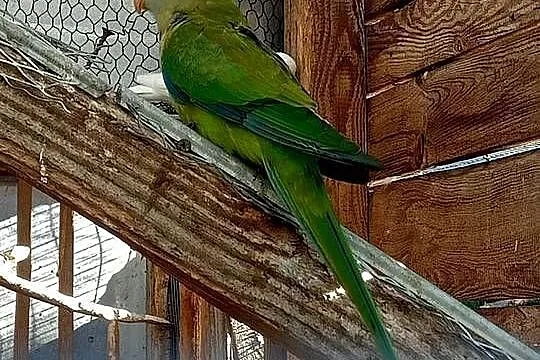Samica barabandy dorosla