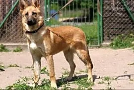 Bolt - wymarzony pies dla aktywnych :),  warmińsko, Olsztyn