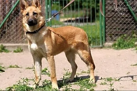 Bolt - wymarzony pies dla aktywnych :),  warmińsko