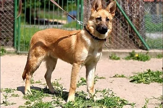 Bolt - wymarzony pies dla aktywnych :),  warmińsko