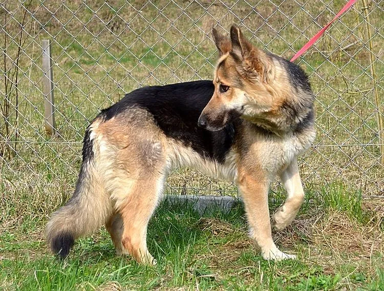 Mięta :)