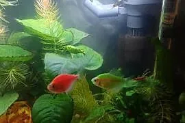 Rybki tetra fluo