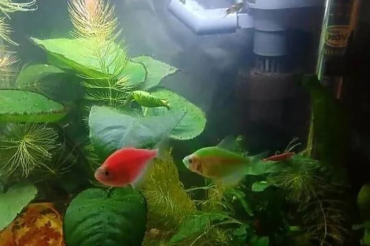 Rybki tetra fluo