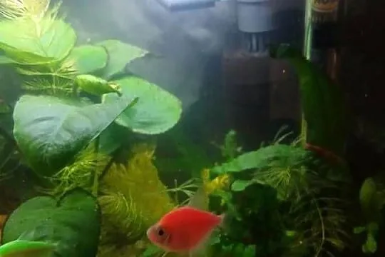 Rybki tetra fluo, Mazowieckie, Warszawa