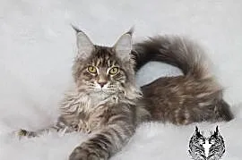 Kotka Maine Coon od kociego behawiorysty