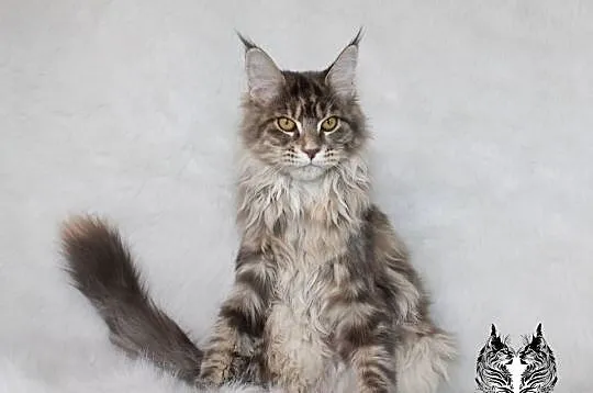 Kotka Maine Coon od kociego behawiorysty, Dolnośląskie, Nowa Ruda