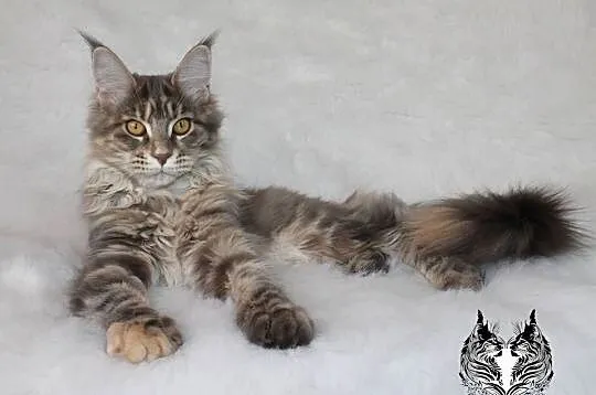 Kotka Maine Coon od kociego behawiorysty, Dolnośląskie, Nowa Ruda