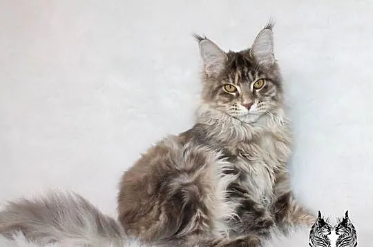 Kotka Maine Coon od kociego behawiorysty, Dolnośląskie, Nowa Ruda