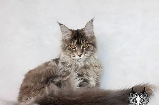 Kotka Maine Coon od kociego behawiorysty, Dolnośląskie, Nowa Ruda
