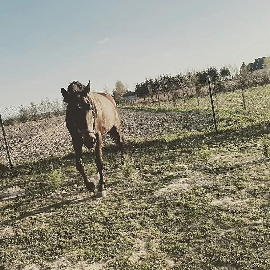 sprzedam klacz sp do towarzystwa lub sportu, Małopolskie, Kęty