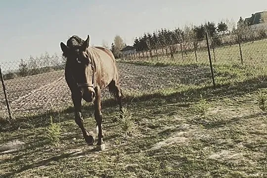 sprzedam klacz sp do towarzystwa lub sportu, Małopolskie, Kęty