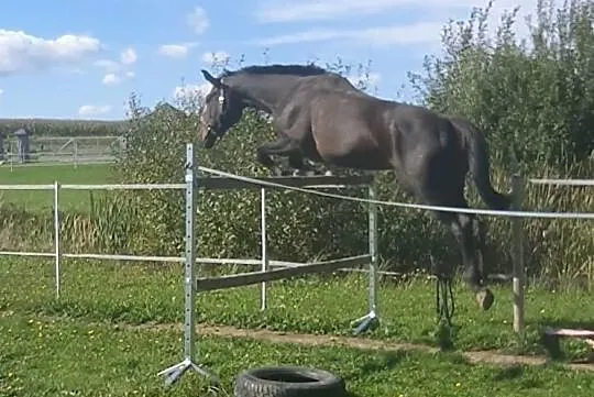 sprzedam klacz sp do towarzystwa lub sportu, Małopolskie, Kęty