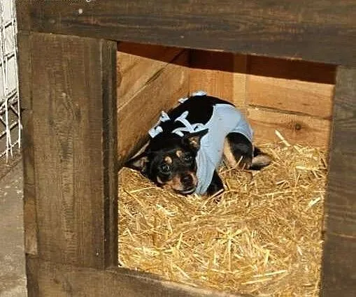 Donia - wystraszona suczka po przejściach w typie