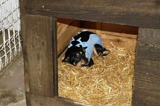 Donia - wystraszona suczka po przejściach w typie 