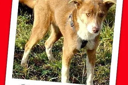 CYNAMO -7 mies_ szczeniak,delikatny, przytulaśny,kontaktowy_Adopcja_