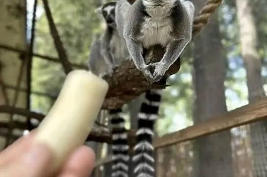 Lemur kata - para