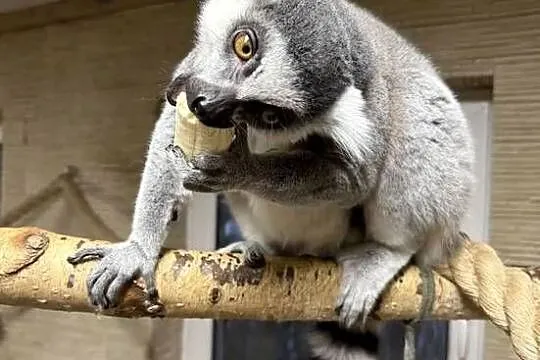 Lemur kata - para, Opolskie, Opole