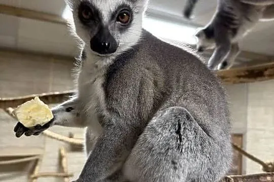 Lemur kata - para, Opolskie, Opole