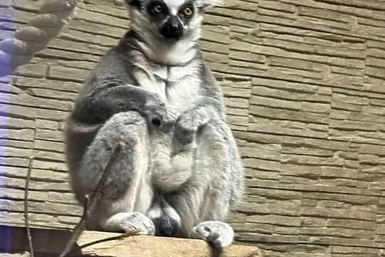 Lemur kata - para, Opolskie, Opole