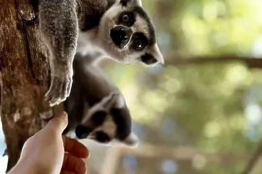 Lemur kata - para, Opolskie, Opole