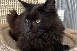 Kotka Maine coon