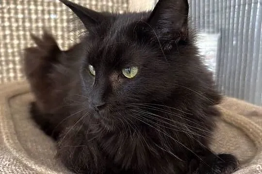 Kotka Maine coon, Wielkopolskie, Poznań